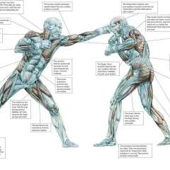 Muscles like the gluteus maximus and pectoralis major help you punch harder. The image shows how various muscles contribute to striking power.