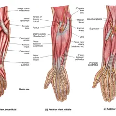 Forearm grips work muscles like the flexor digitorum superficialis and profundus, brachioradialis, and pronator teres, as shown in these anatomical views.