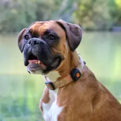 A happy Boxer dog with a floral collar sits by a lake. This energetic breed might need to run several miles a day to stay fit.