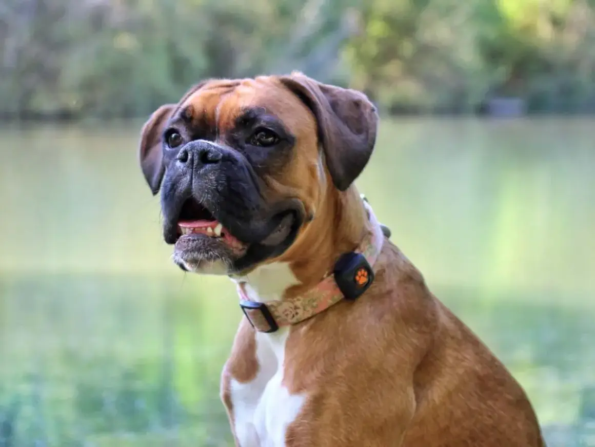 A happy Boxer dog with a floral collar sits by a lake. This energetic breed might need to run several miles a day to stay fit.