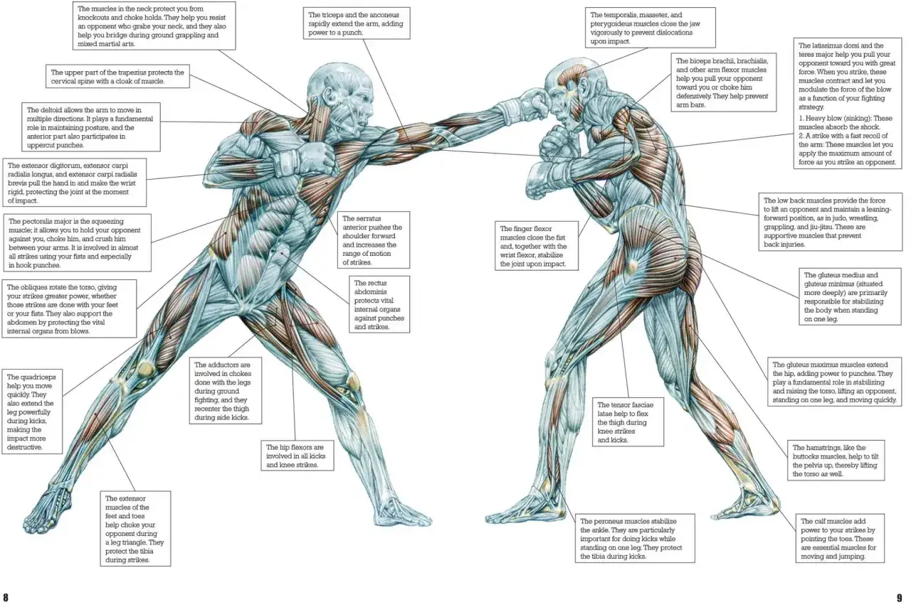 Anatomical illustration of boxers, showing muscles that increase punching power. Grip strength is key for powerful strikes.